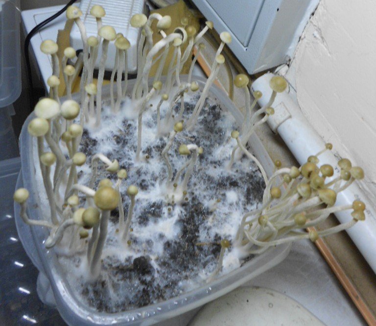 Panaeolus tropicalis