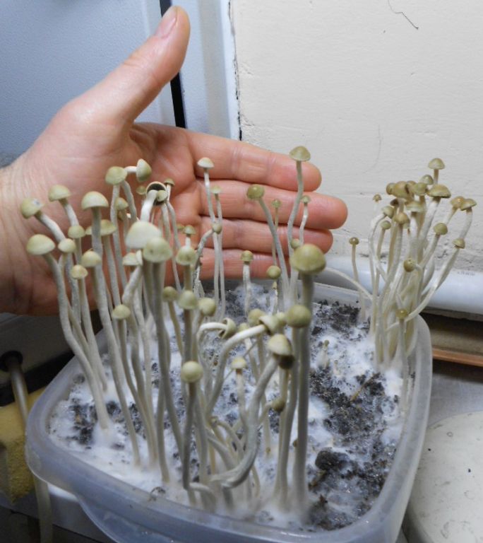 Panaeolus tropicalis