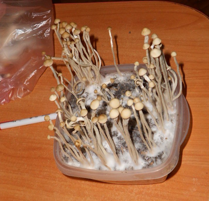 Panaeolus tropicalis