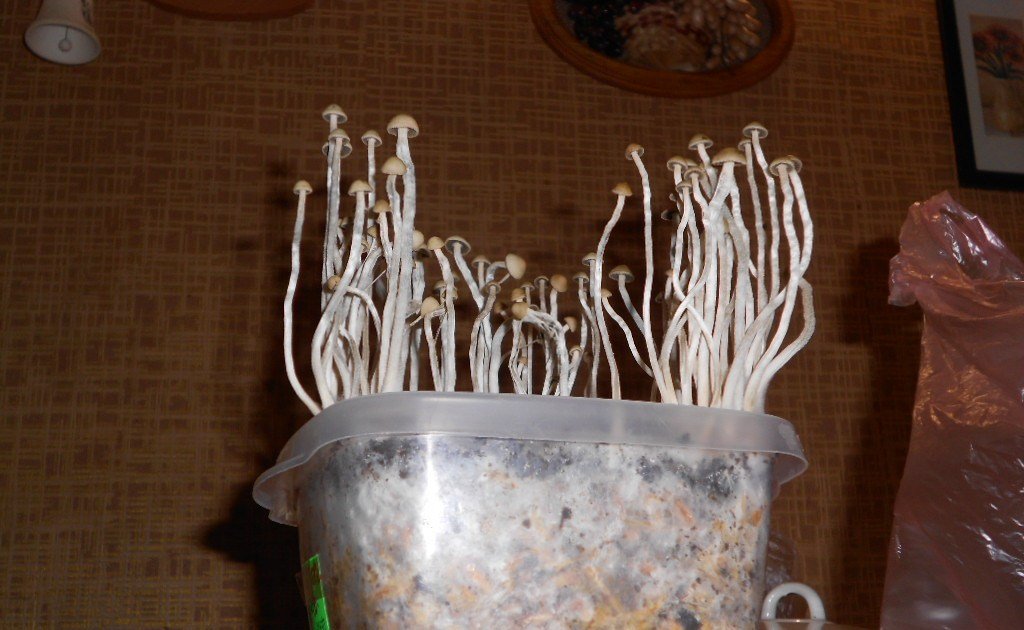 Panaeolus tropicalis