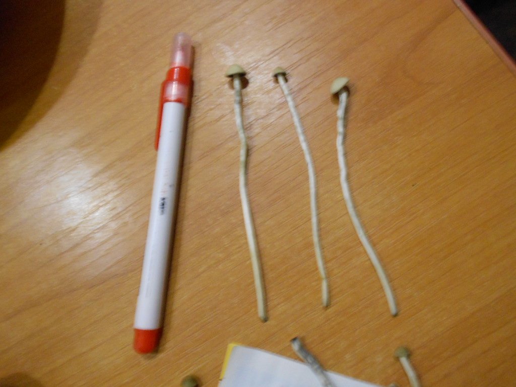 Panaeolus tropicalis