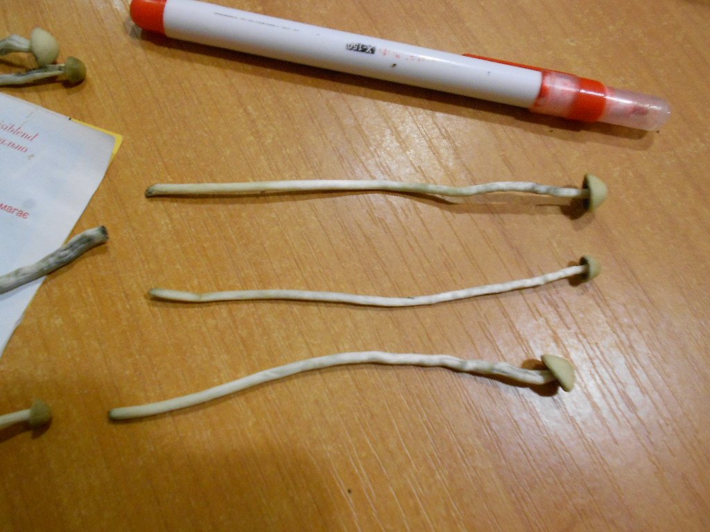 Panaeolus tropicalis