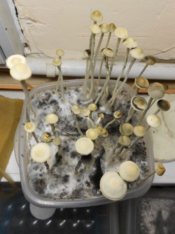Panaeolus tropicalis