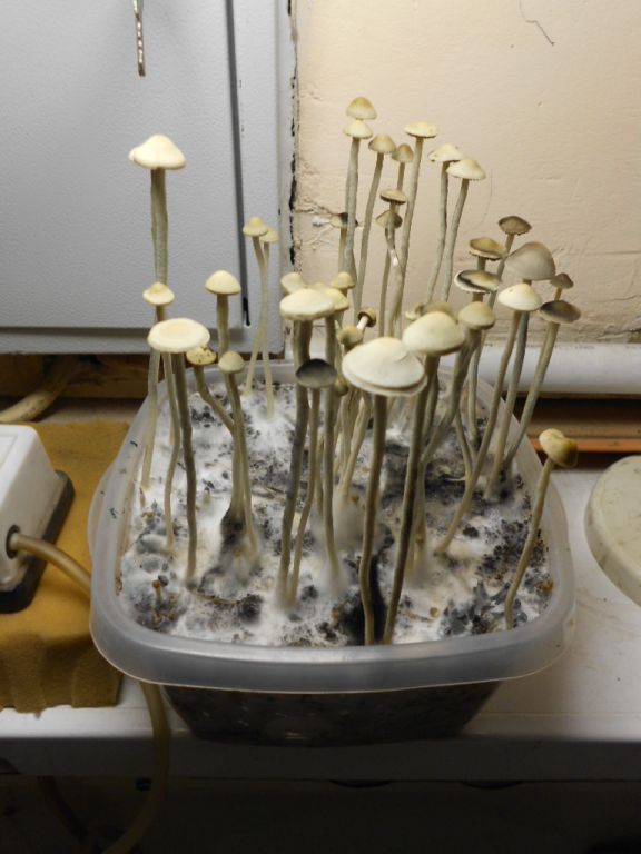 Panaeolus tropicalis