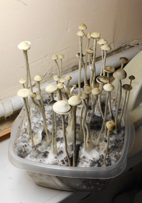 Panaeolus tropicalis
