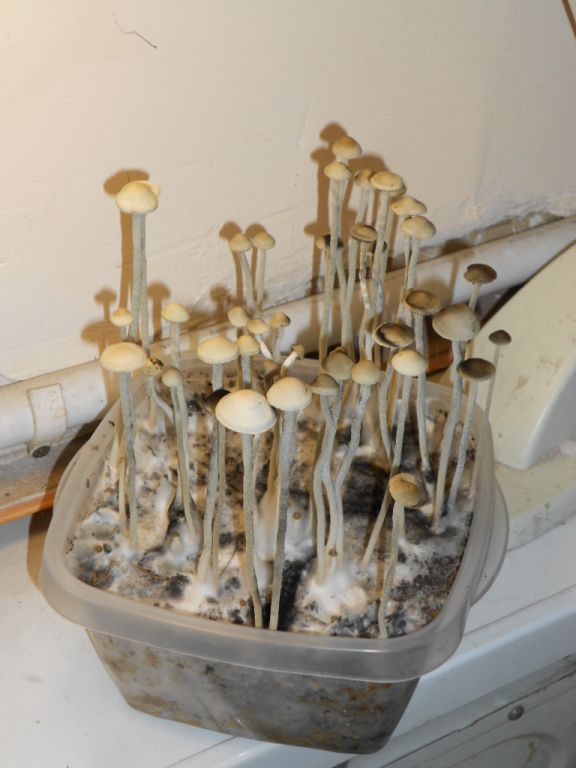 Panaeolus tropicalis