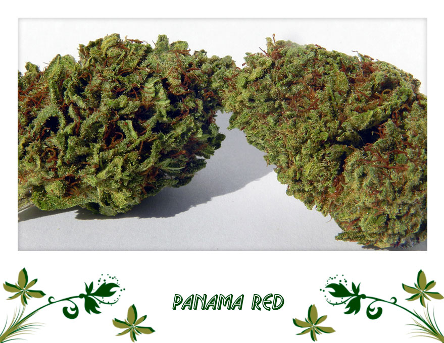 Panama Red сорт