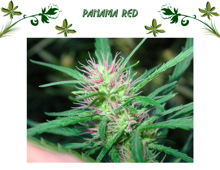 Panama Red