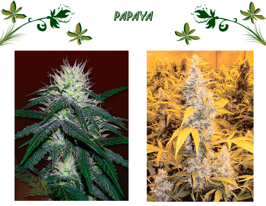 Papaya