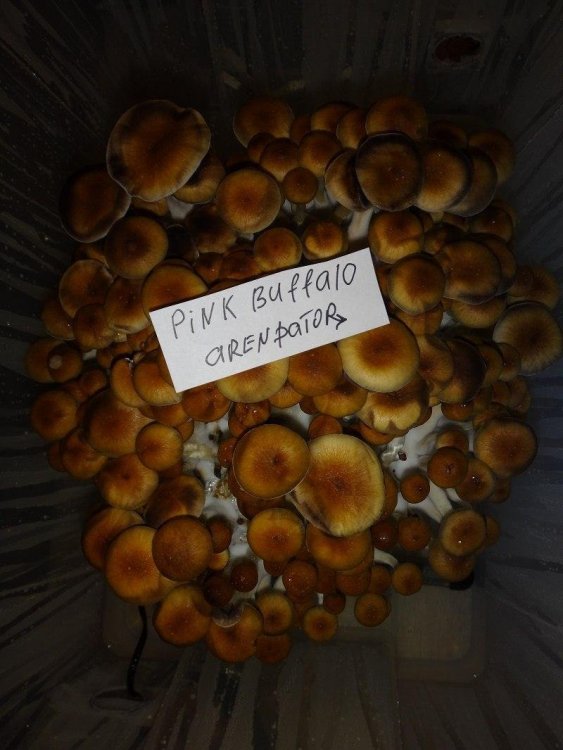 PB1.jpg