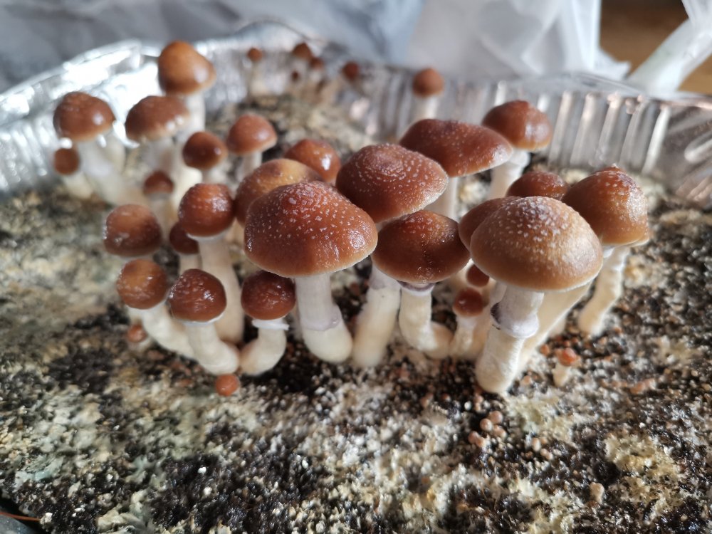pc. cubensis вкусный стренй.jpg
