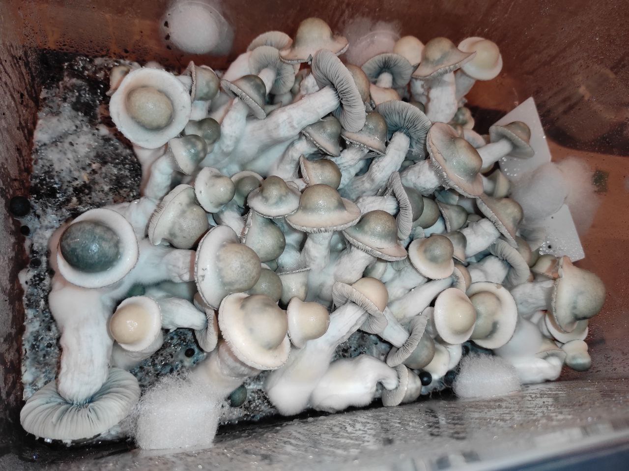 пенисы евила.jpg