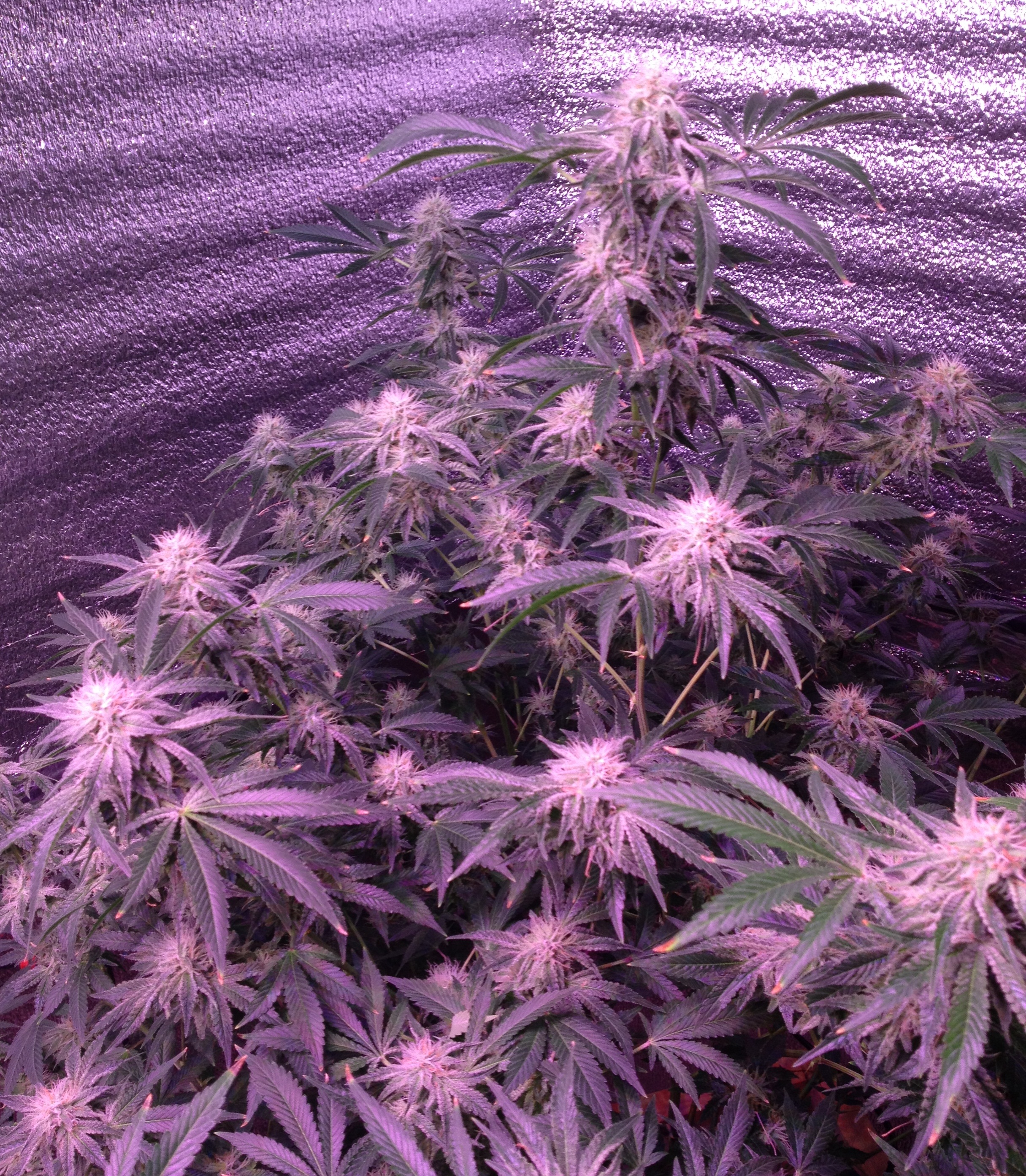 Peyot Cookies (Barney*s farm)