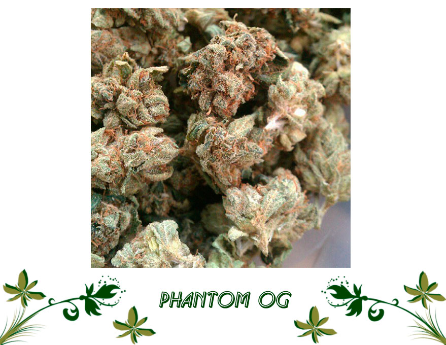 Phantom OG сорт