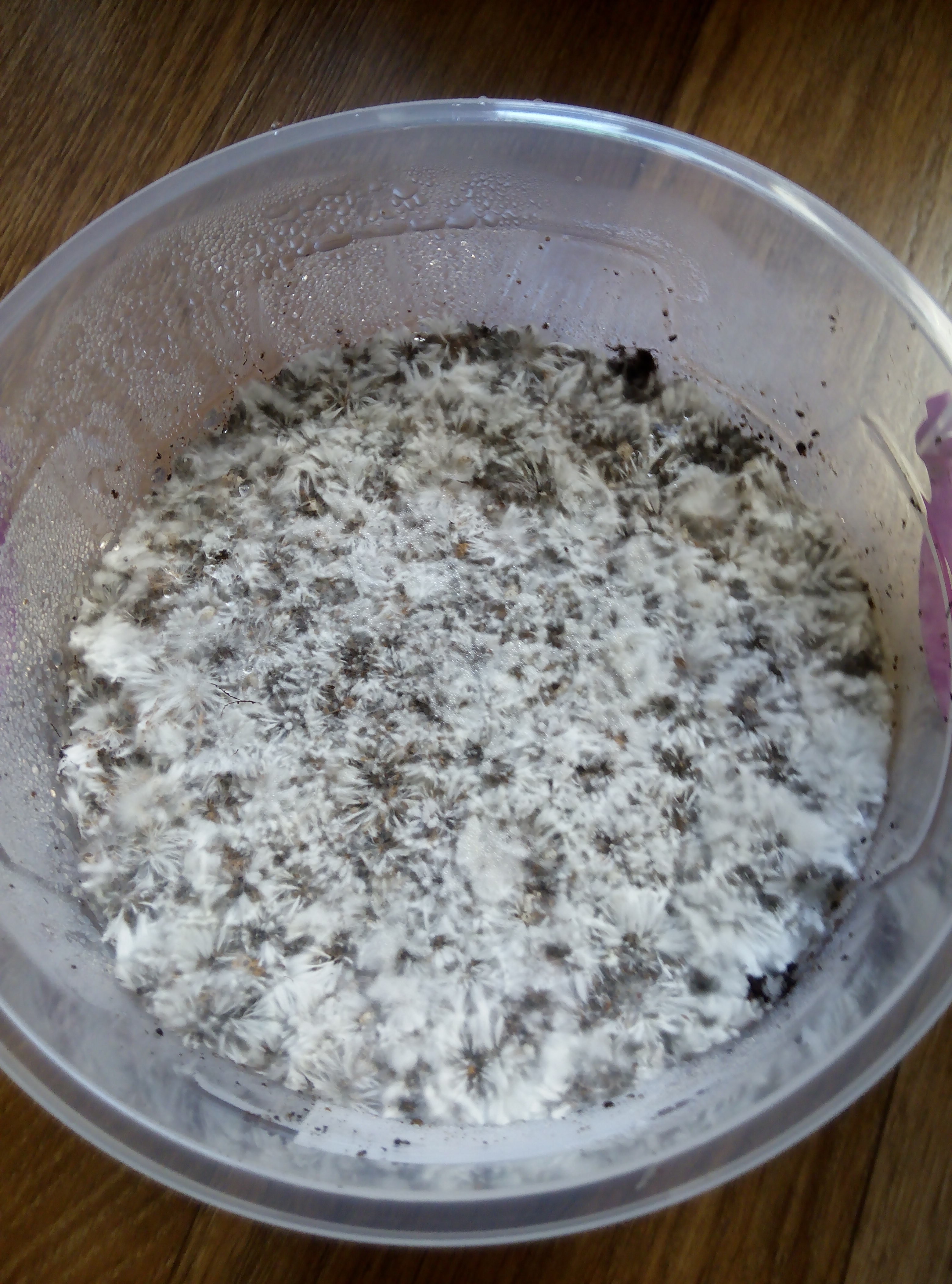 PHOTO 20160726 170433