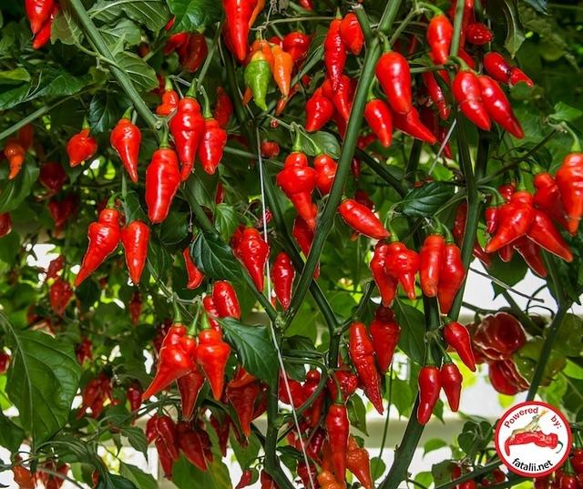 Pimenta Diomar