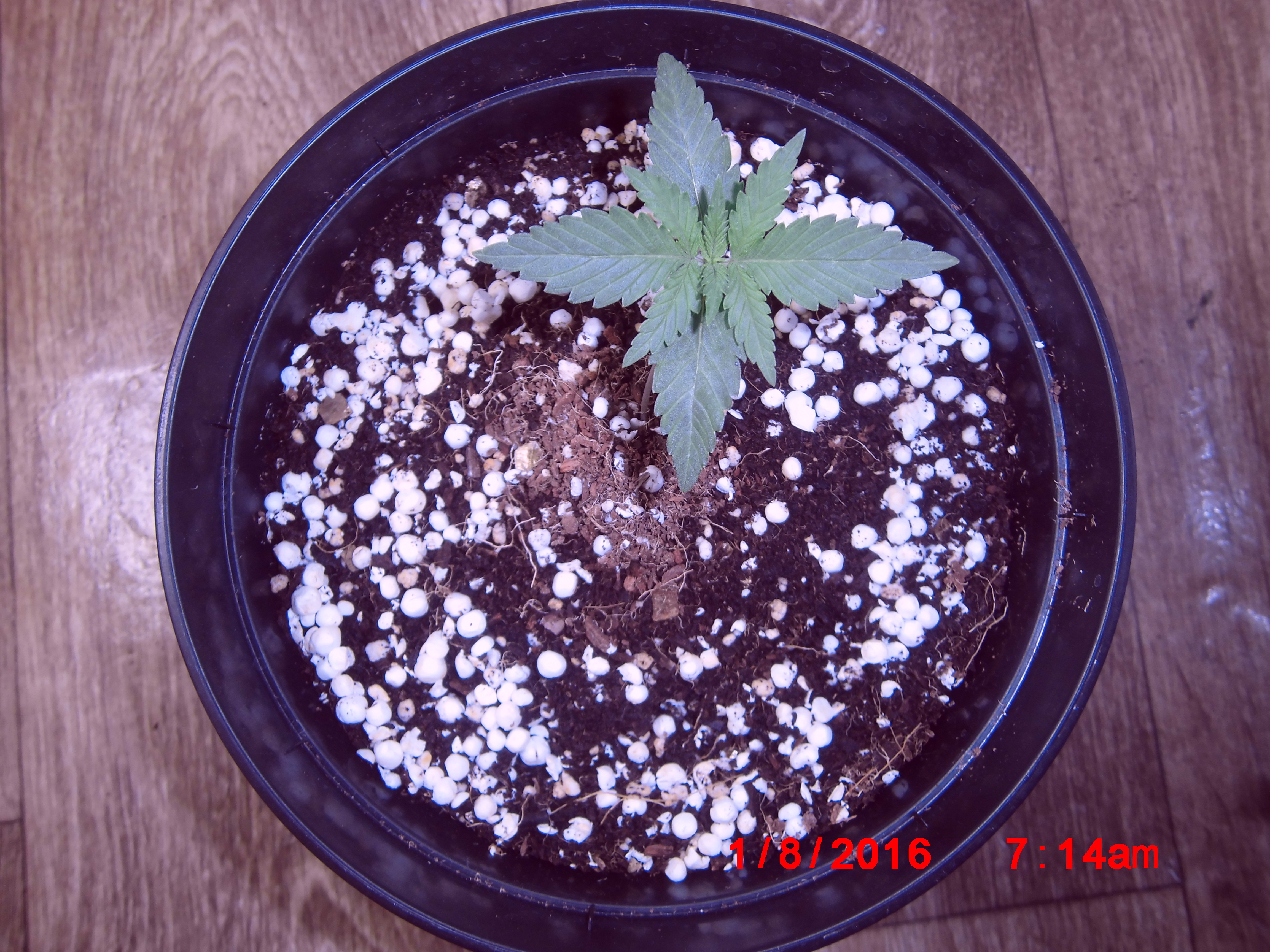 Pineapple chunk,Bulk 1 день веги