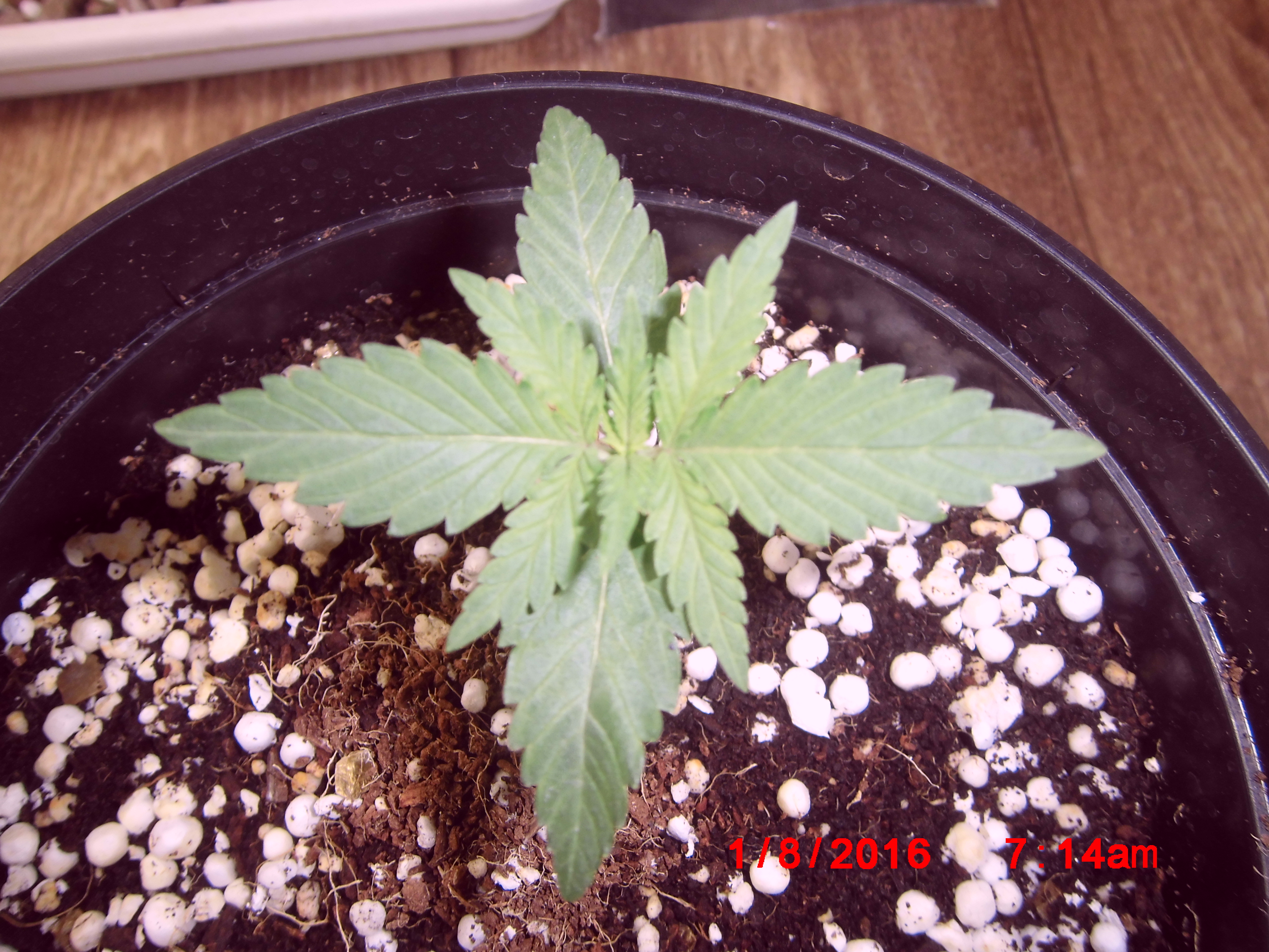 Pineapple chunk,Bulk 1 день веги