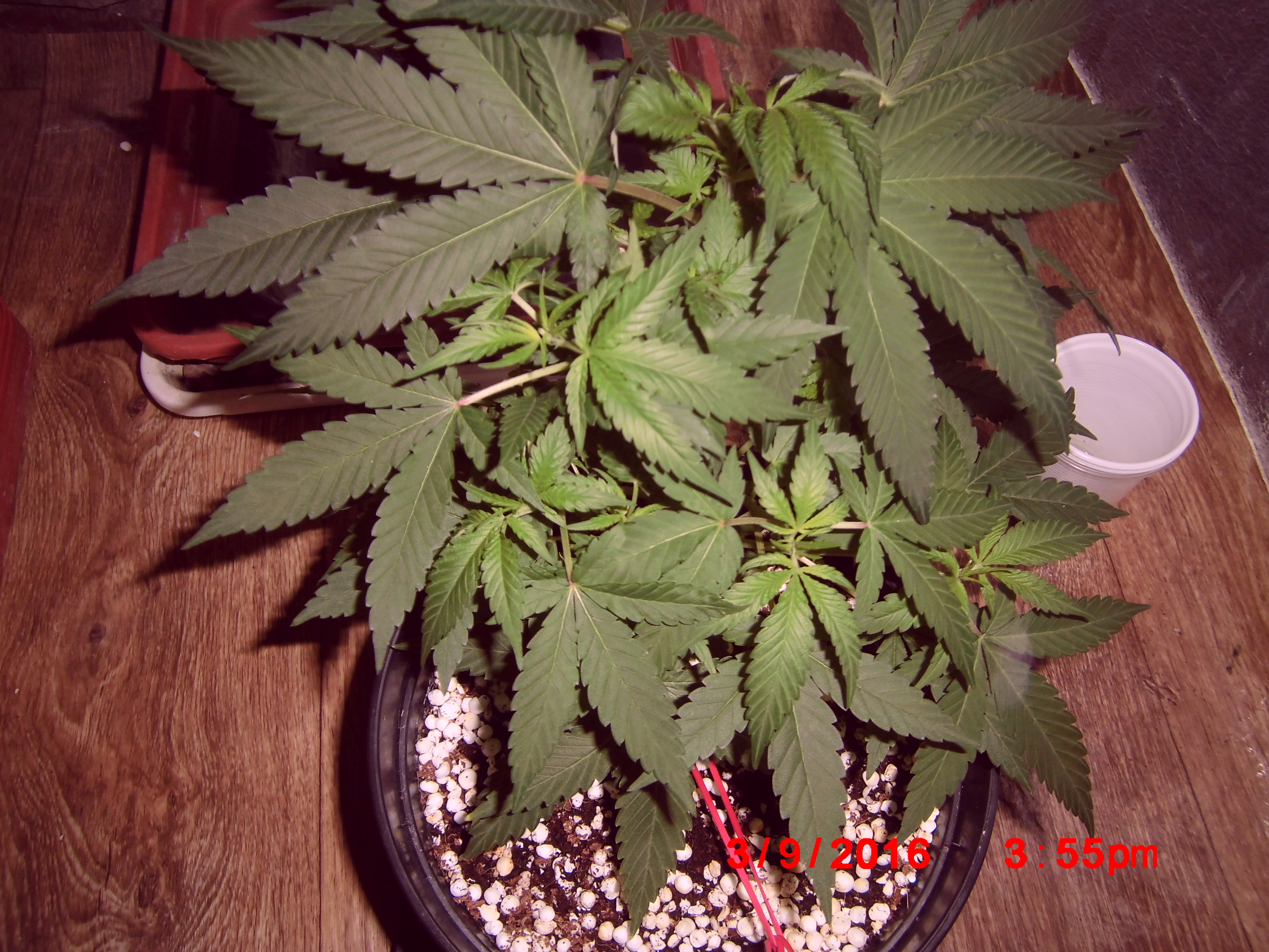 Pineapple chunk