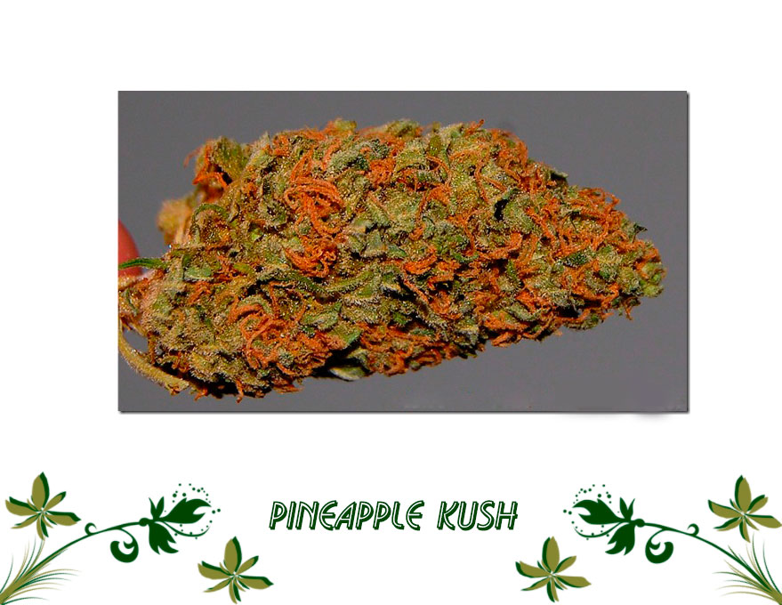Pineapple Kush сорт