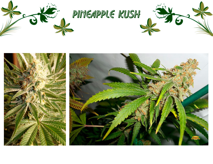Pineapple Kush
