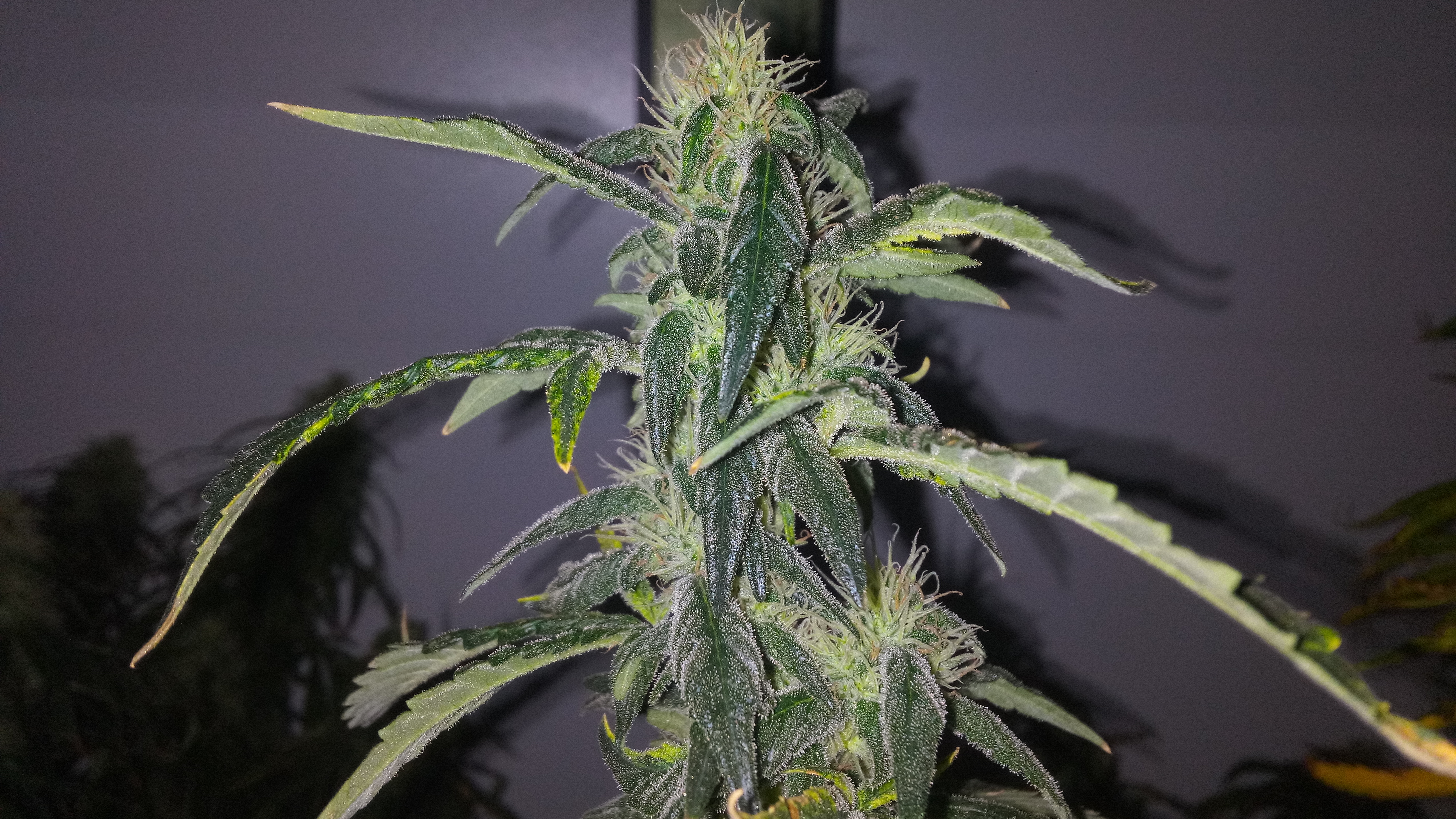 Pink Kush 55D 12\12