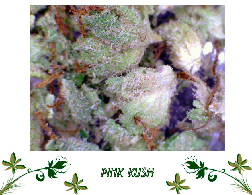 Pink Kush сорт