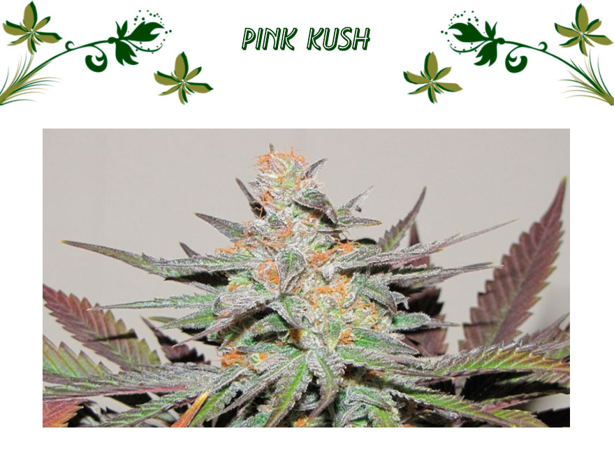 pink kush