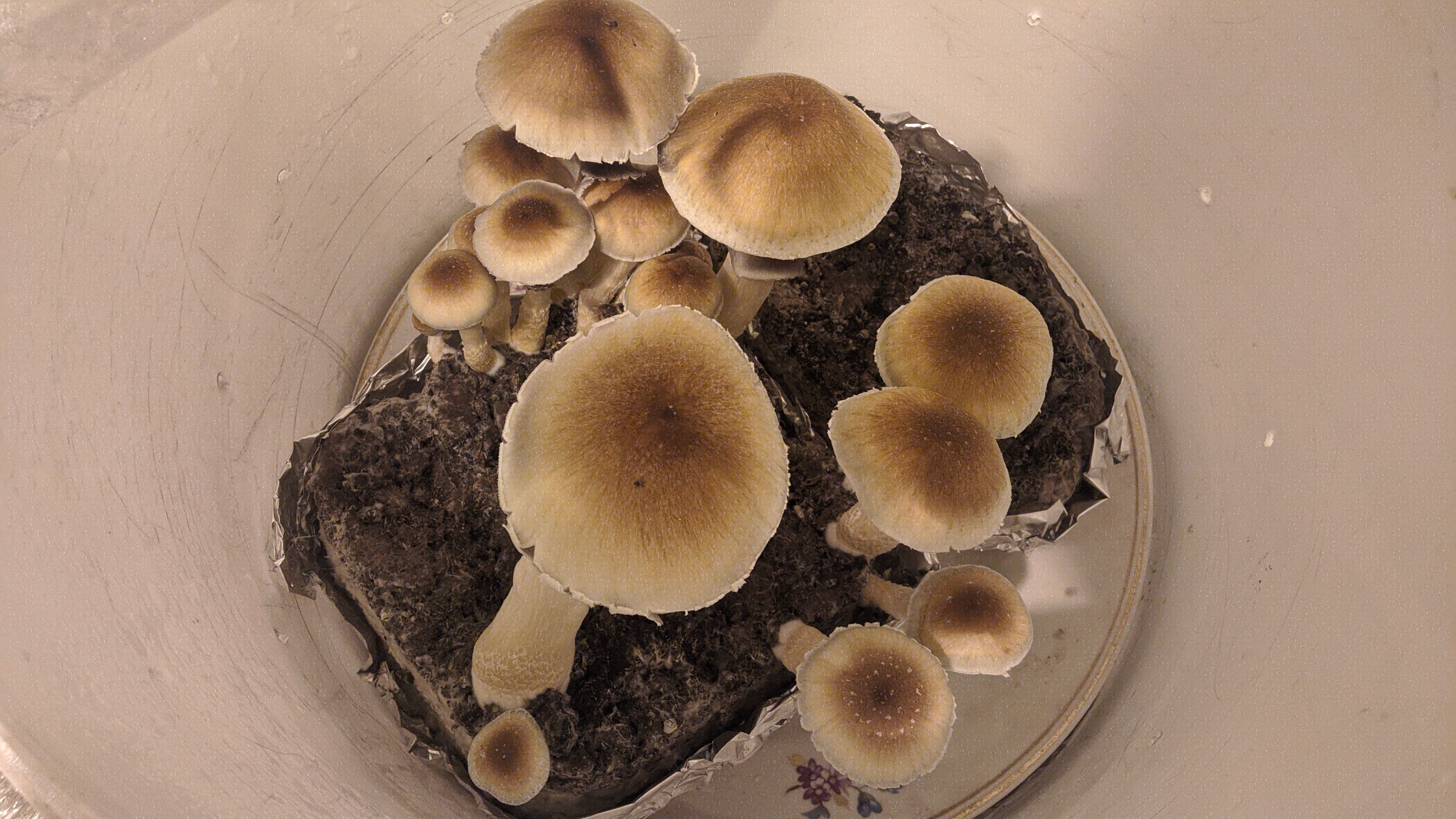 Plantasia Mystery.jpg