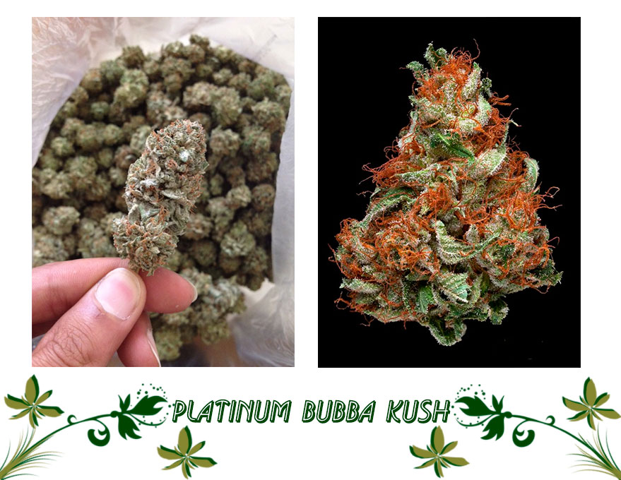 Platinum Bubba Kush сорт