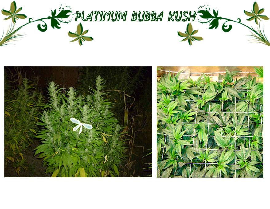 Platinum Bubba Kush