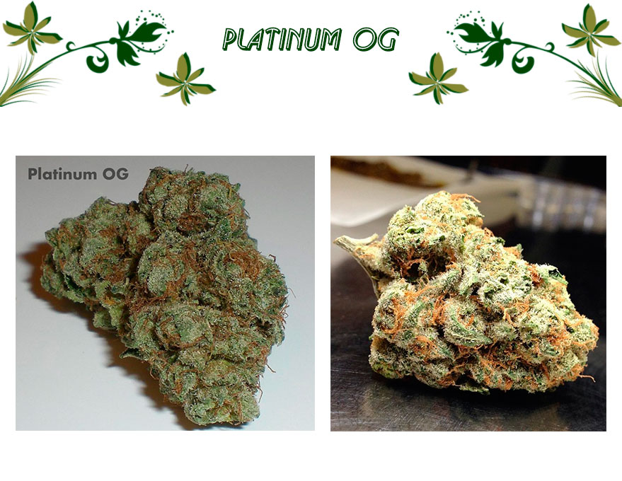 Platinum OG