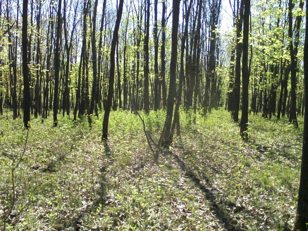 поиск пдходящей делянки в лесу