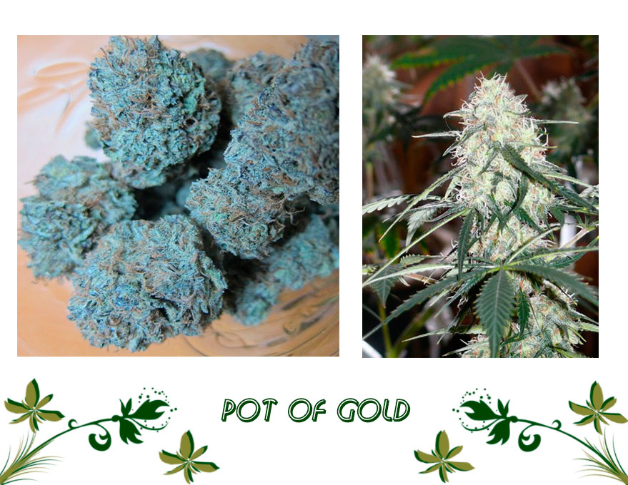 Pot Of Gold сорт