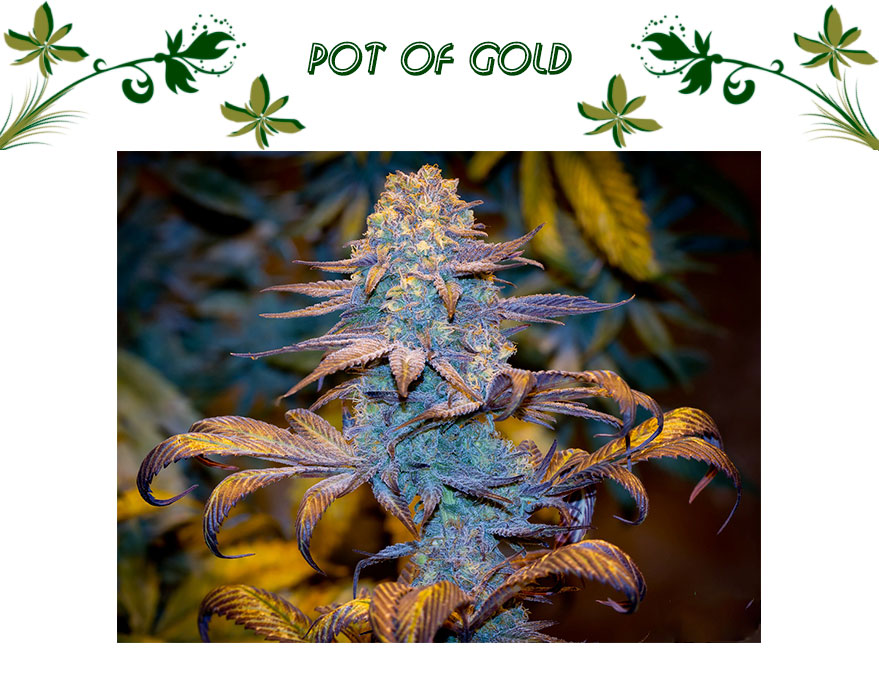 Pot Of Gold