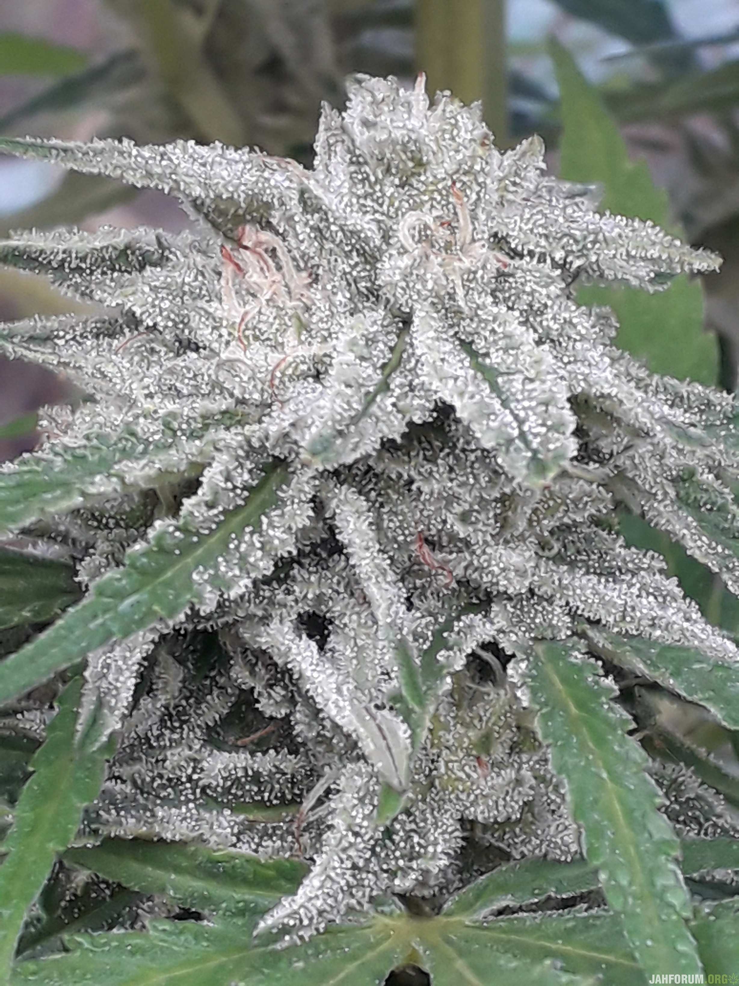 Power Africa Seedsman.