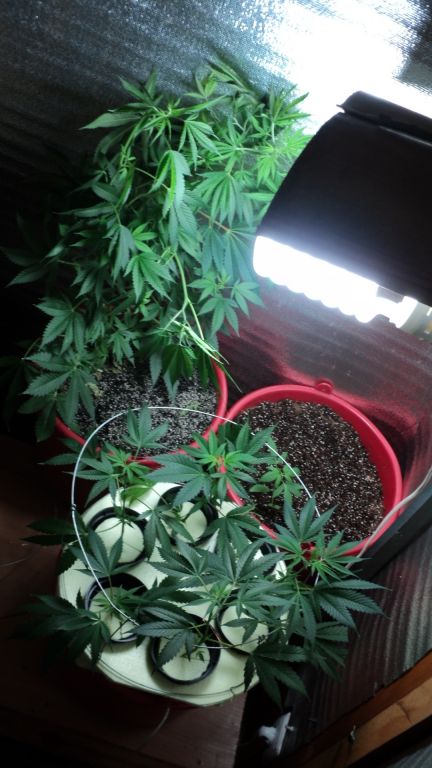 POWER PLANT Fem.