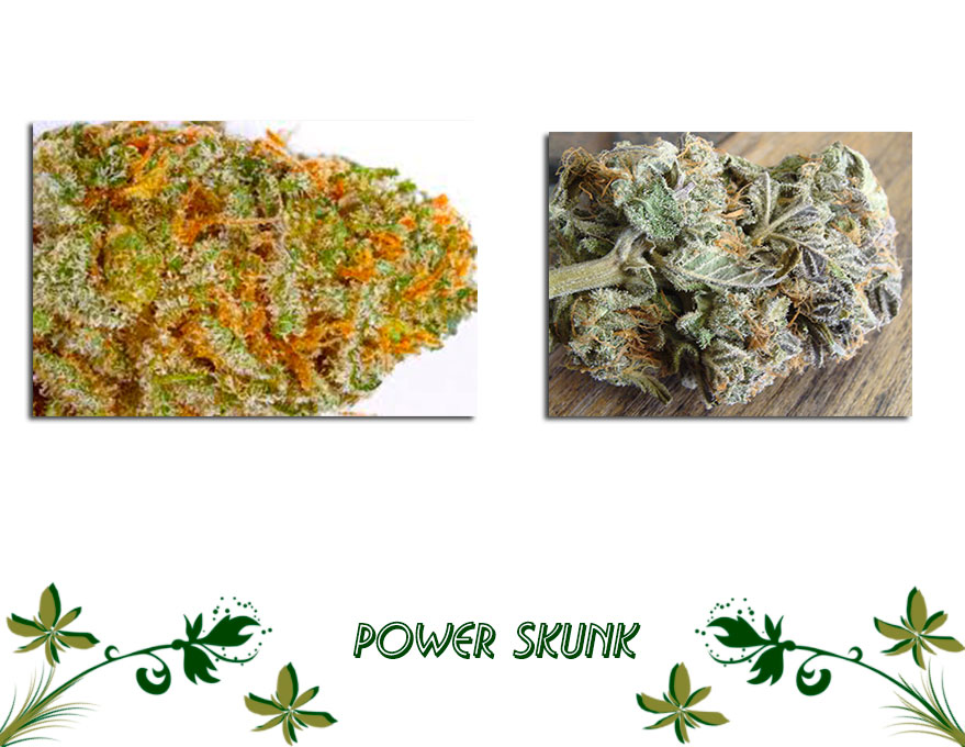Power Skunk сорт конопли