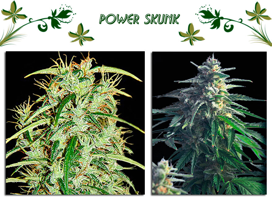 Power Skunk