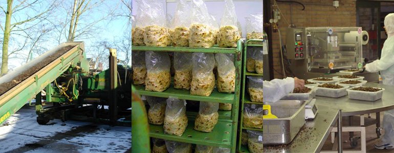 production wholecelium