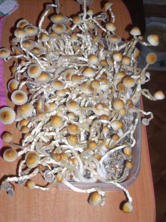 PS Cubensis Ecuador