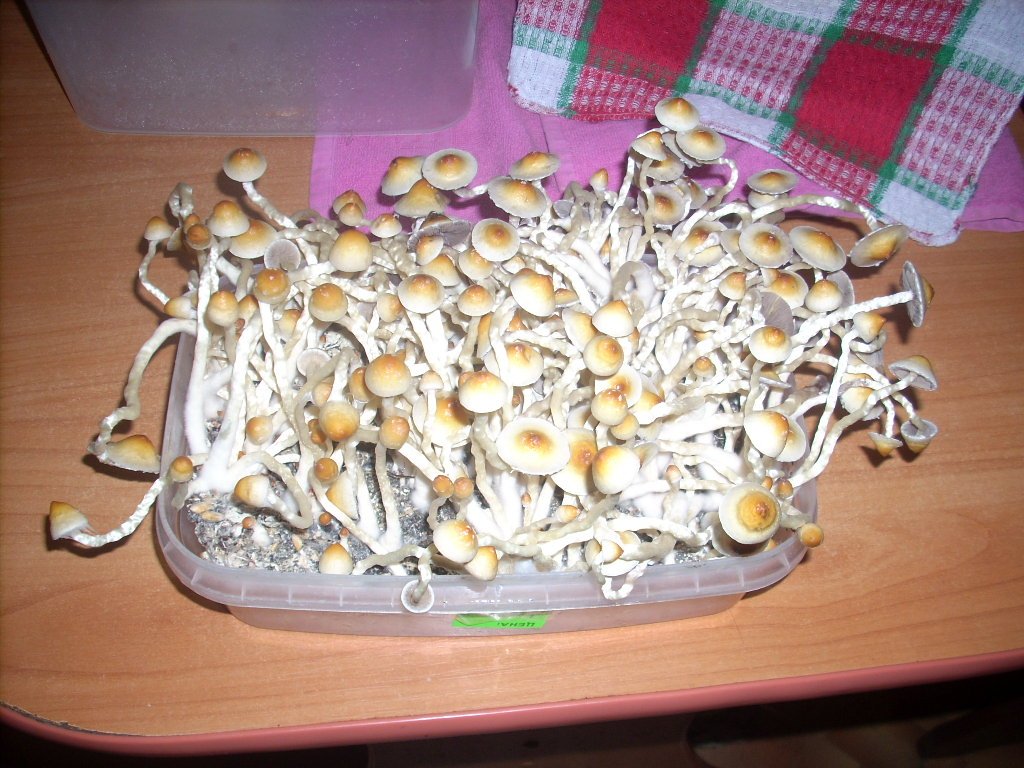 PS Cubensis Ecuador