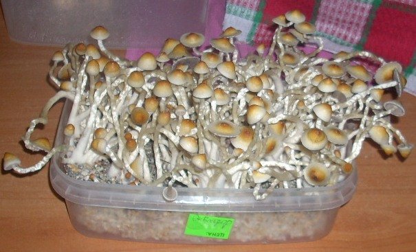 PS Cubensis Ecuador