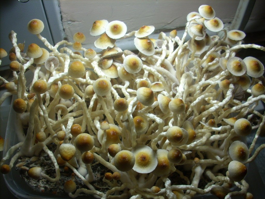 PS Cubensis Ecuador