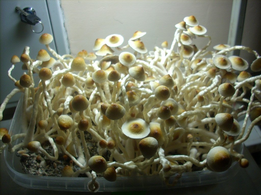 PS Cubensis Ecuador