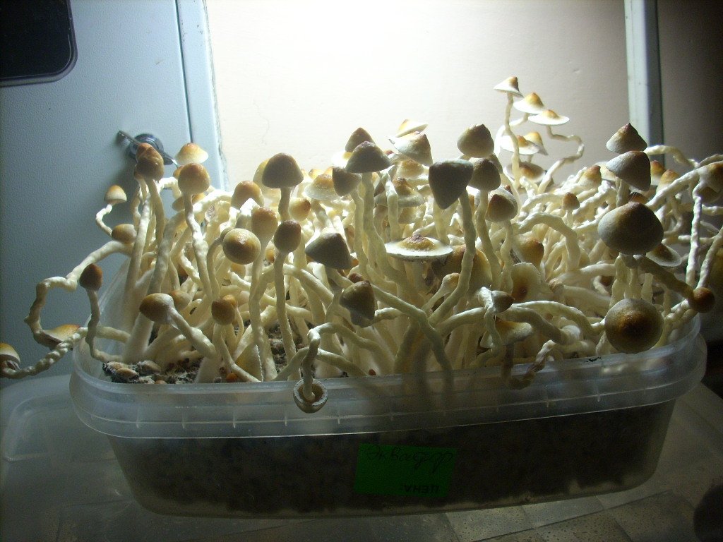 PS Cubensis Ecuador