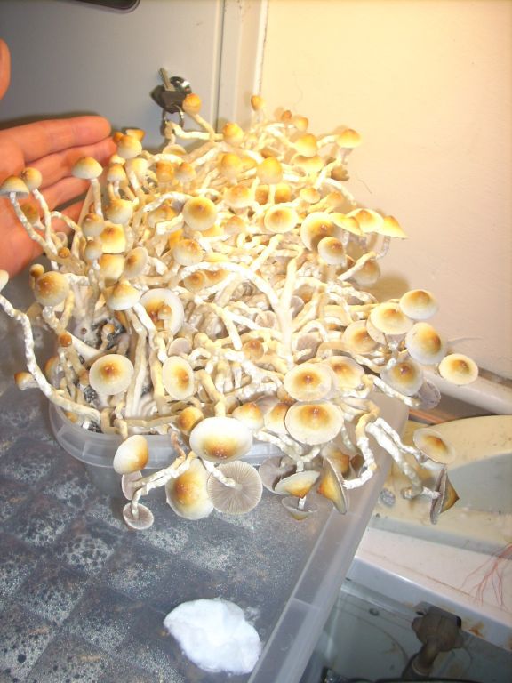 PS Cubensis Ecuador