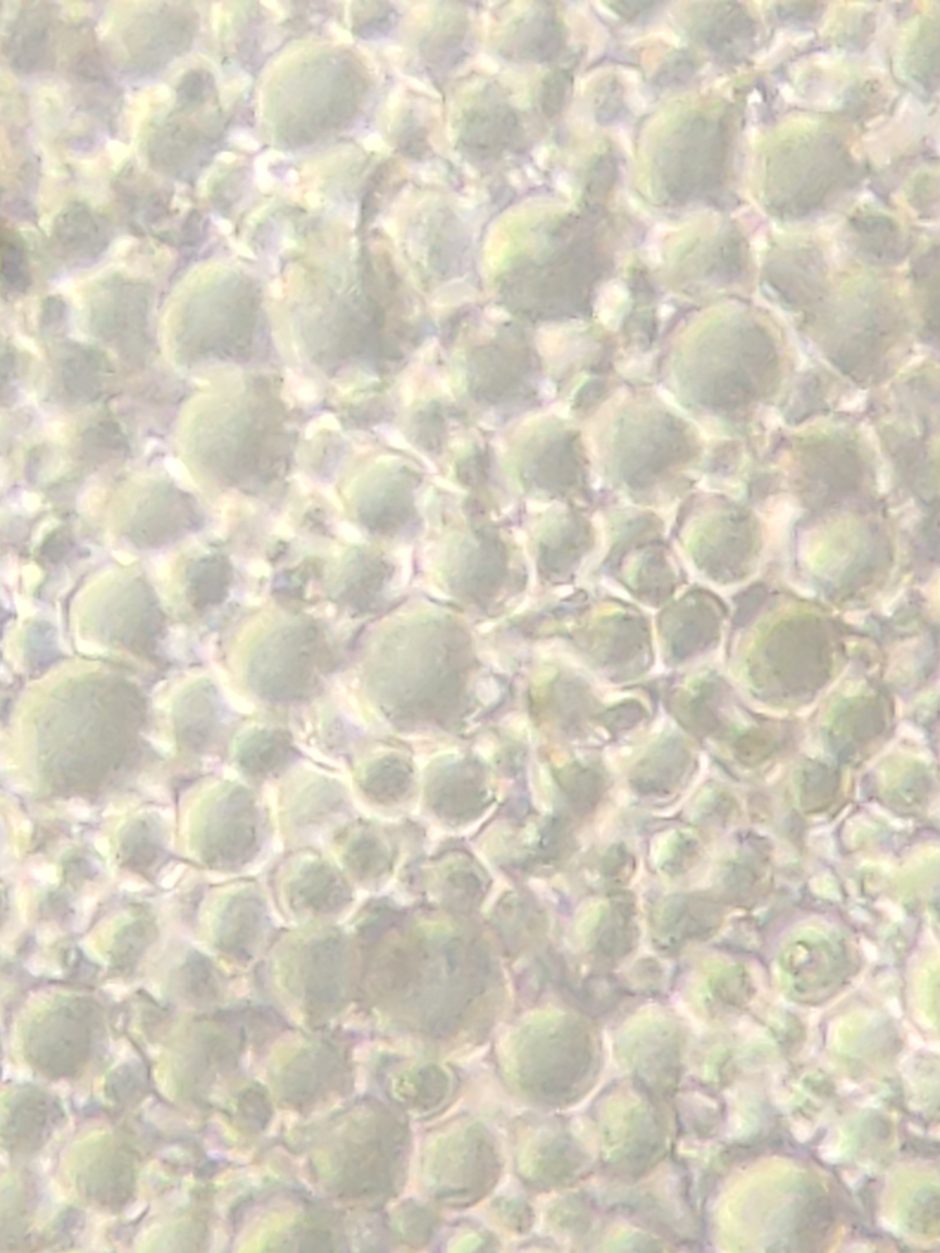 ps. Tampanensis
