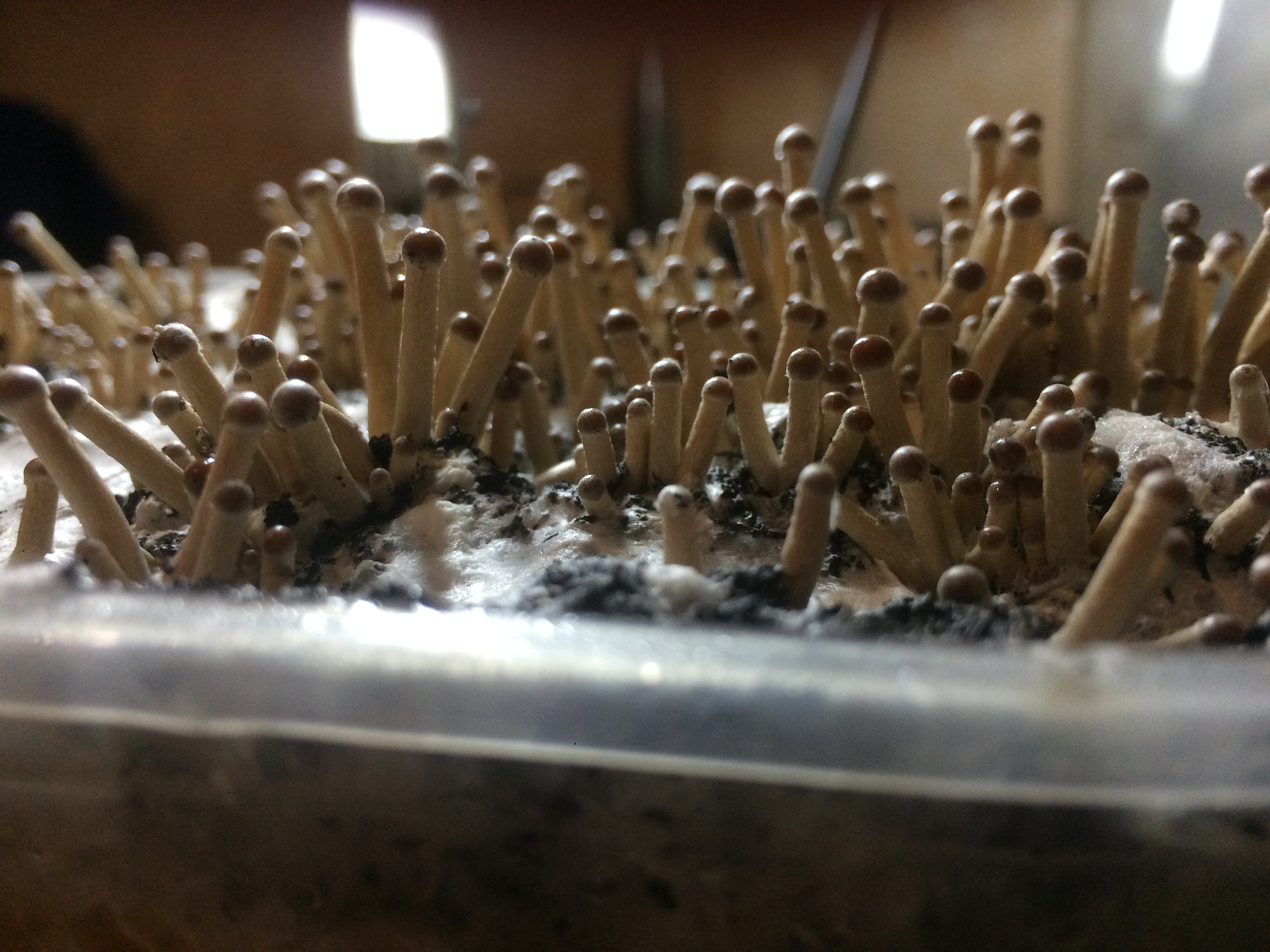 Псилоцибе Тампаненсис psilocybe tampanensis ёжик)