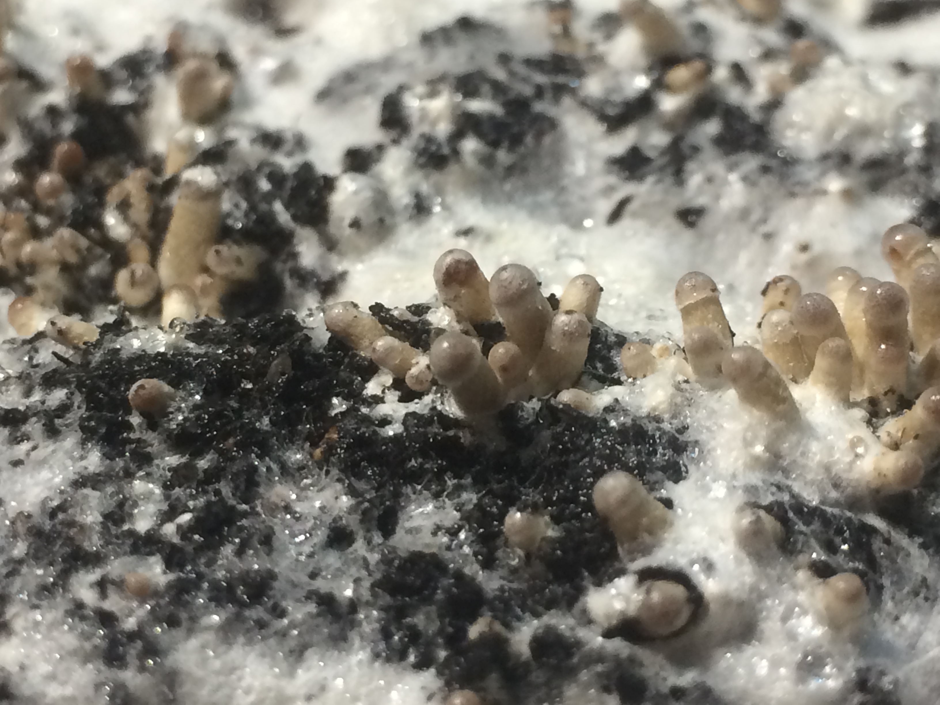 Псилоцибе Тампаненсис psilocybe tampanensis Начало